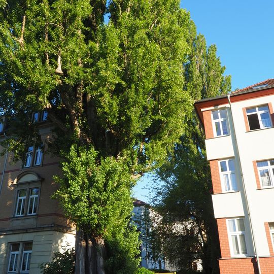 Säulen-Pappeln Birkenhainer Straße 7