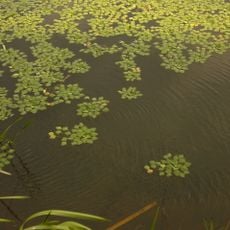 Nature reserve Łężczok