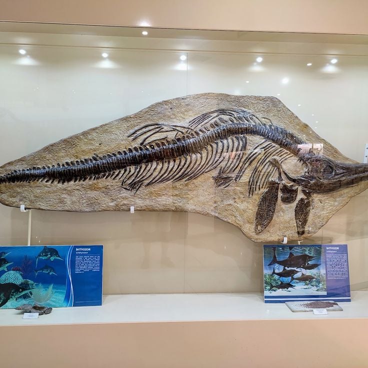Museo di Storia Naturale MTA