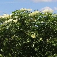 ルートヴィヒスフェルデ