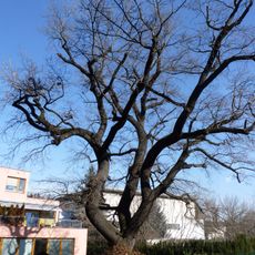 Dub letní ve Štýřicích