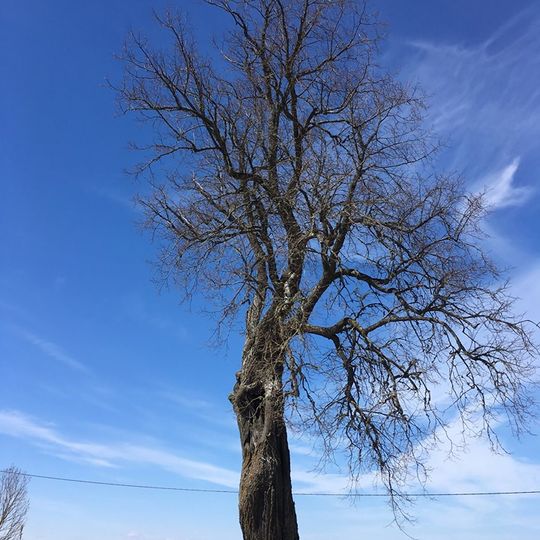 Tõrenurme Hiiepärn