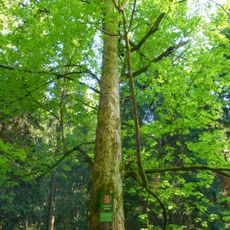 Klen Na konci světa