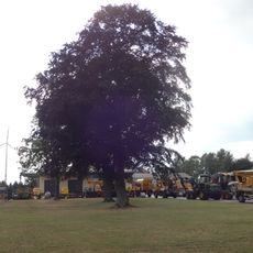 Naturdenkmal Blutbuche