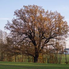 Dub u Červeného Kostelce