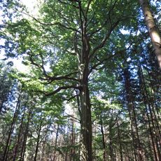 Buk u vojenského hřbitova