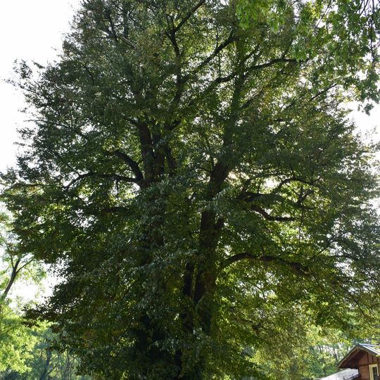Naturdenkmal Sommerlinde Hohe Mühle, am Abfluss des [[Tornower See]]s in Tornow