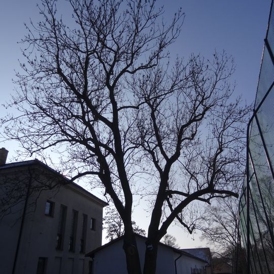 Jasan ztepilý v Horních Počernicích