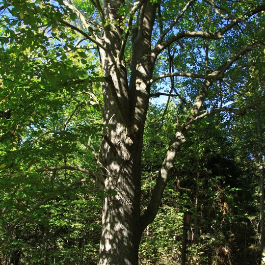 Lípa u Horního Záblatí