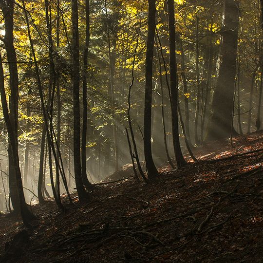 Réserve intégrale de Lizardoia