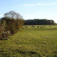Queendown Warren