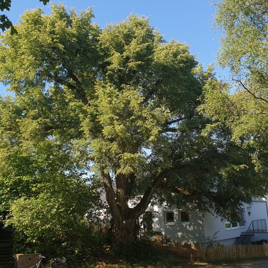 1 Linde "Linde am Friedhof"