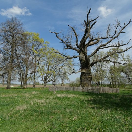 Dapšionys oak