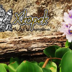 Parque apícola Xkopek