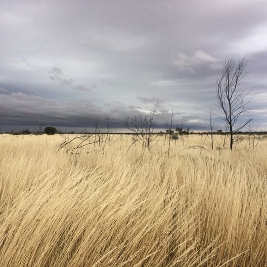 Gibson Desert Nature Reserve