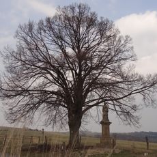 Lípa srdčitá v Dolním Vítkově