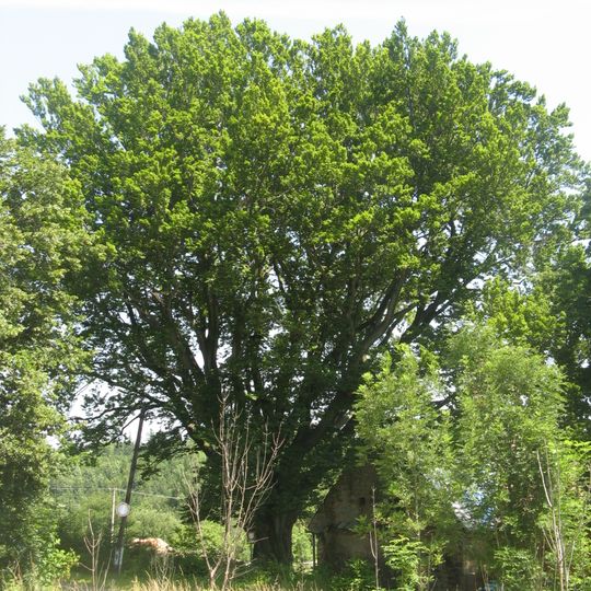 Buk lesní v Koclířově