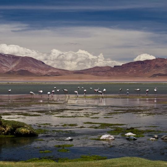 Los Flamencos National Reserve
