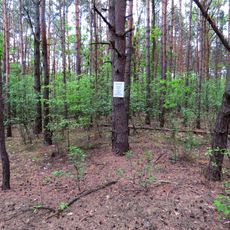 Jewish cemetery in Nadarzyn