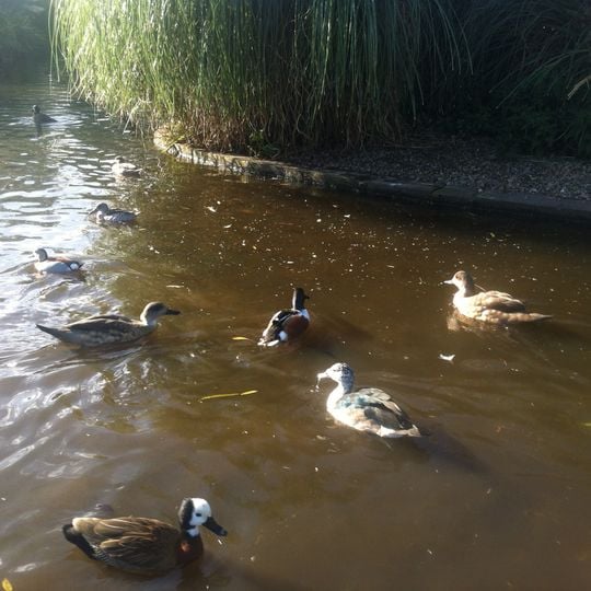 WWT Castle Espie Wetland Centre
