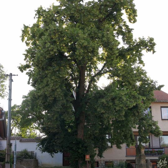 Lípa velkolistá