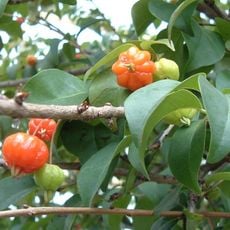 Jardín botánico Ca´a Porâ