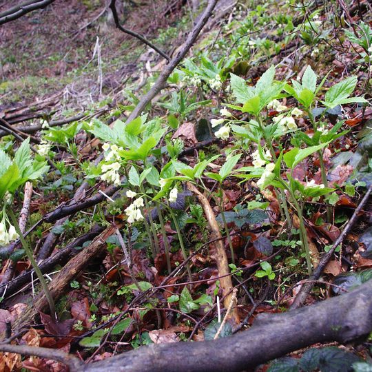 Bärenwirtshalde - Steinklinge