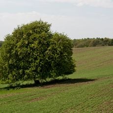 Regerova hrušeň pod Bártovcem