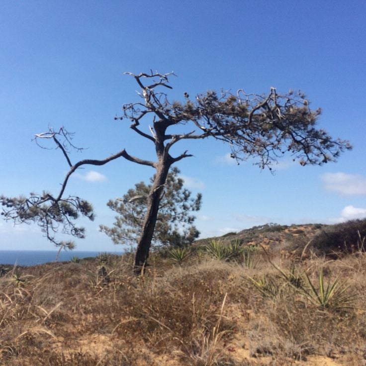 Riserva Naturale di Torrey Pines