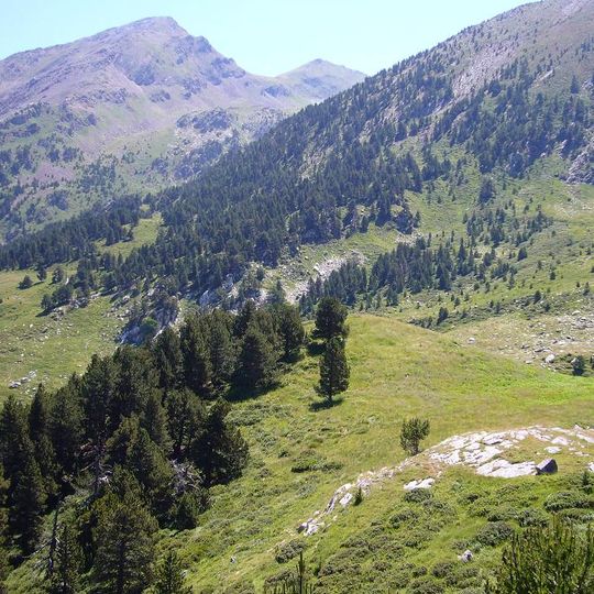 Pletius de Casesnoves