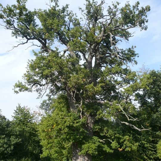 Große Eiche bei Ottersdorf