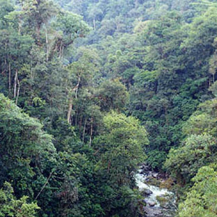 Podocarpus National Park