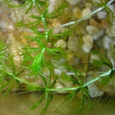 Asveiski landscape reserve