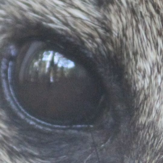 Bondla Wildlife Sanctuary