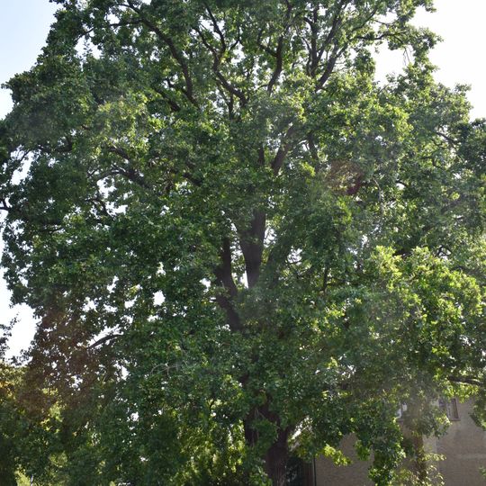 Naturdenkmal Stiel-Eiche zwischen den Grundstücken Berliner Str. 18 und 20 auf öffentlichen Land in Seefeld