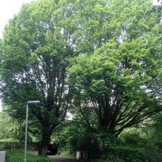 Natural monument 611.104 in Kassel