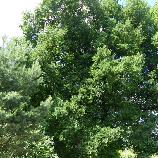 Stiel-Eichen am Steinkreuz