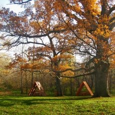 Pan Oak
