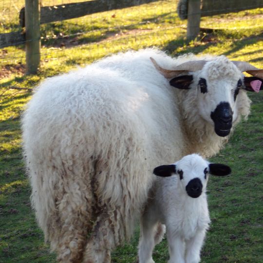 Parc animalier du Touron