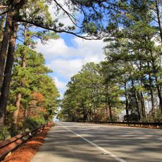 Lost Pines Forest