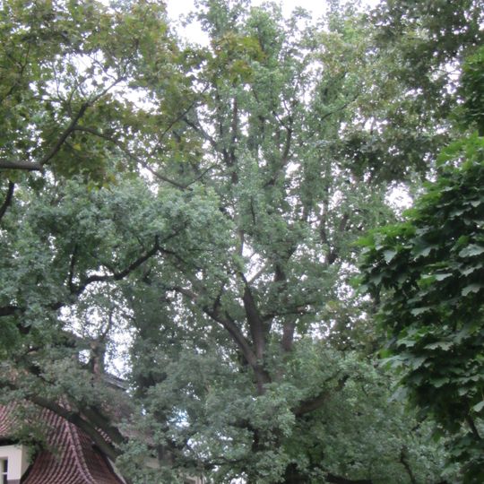 Dub letní v ulici Nad Výšinkou