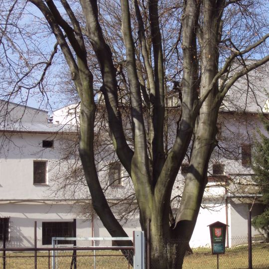 Českolipský buk lesní