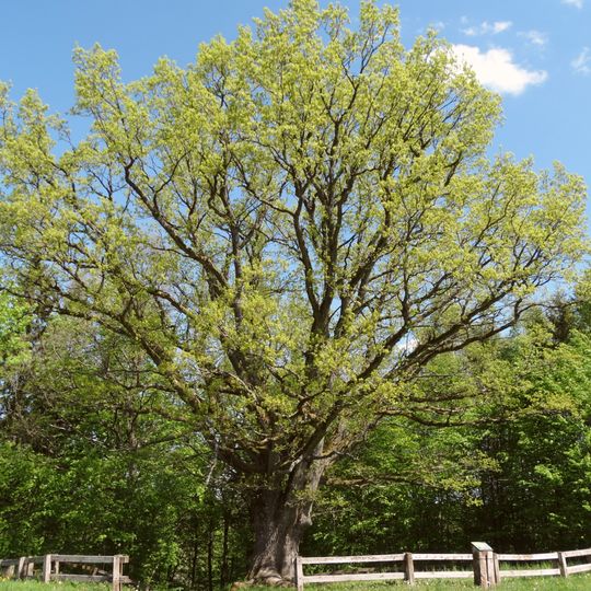 Geniai oak