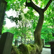 Natural monument Acer in Gartenfriedhof