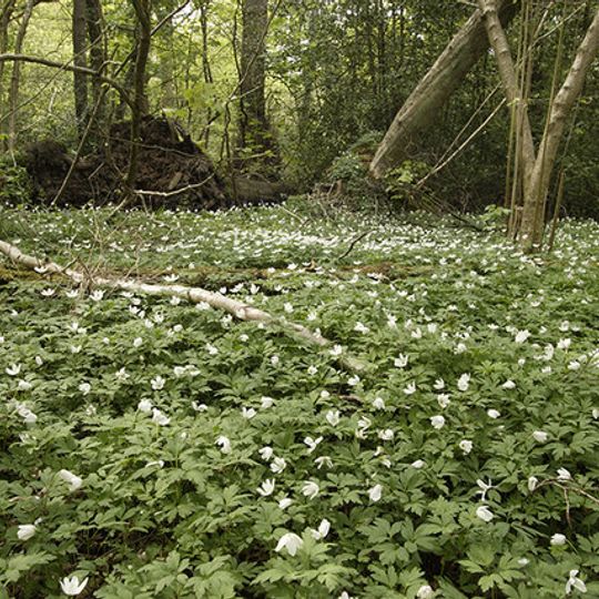 Grace Dieu and High Sharpley