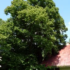 Lípa pod nádražím