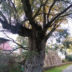 Vrba v Černém Dole