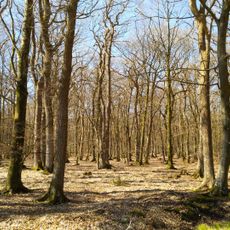 Pobüller Bauernwald