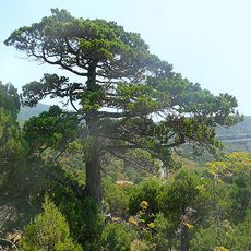 Sheskharis Juniper Woodland