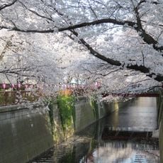 Rio Meguro